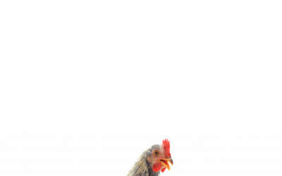 Ayam Broiler Disuntik Hormon? Aman Dikonsumsi Gak Sih?