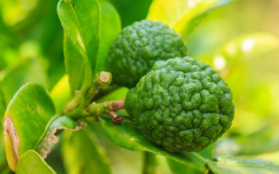 Bingung Antara Jeruk Nipis, Limau, dan Purut? Kenali Perbedaannya Yuk!