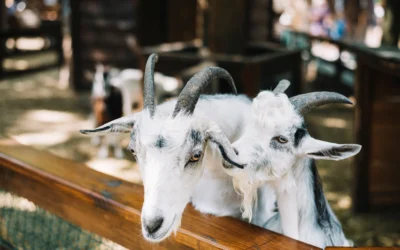 Cara Membersihkan Kepala Kambing agar Tidak Bau dan Siap Dimasak
