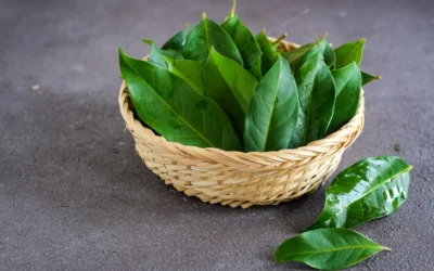 Cara Merebus Daun Salam agar Manfaatnya Maksimal